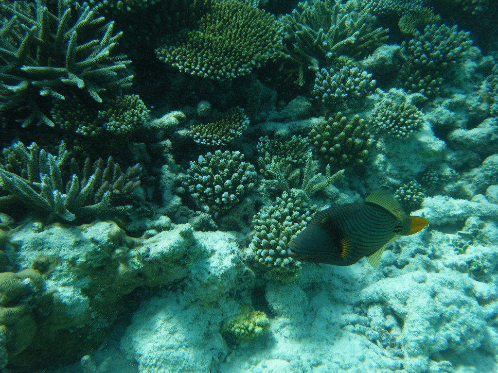 Maldives-17OCT2010 099 Maldives-17OCT2010 099